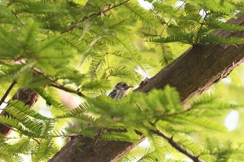Japanese Pygmy Woodpecker 井頭公園 Sun, 5/23/2021