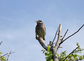 2021年4月15日(木) 多摩川の野鳥観察記録