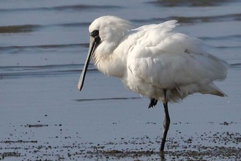 Black-faced Spoonbill 佐賀県 Thu, 3/11/2021