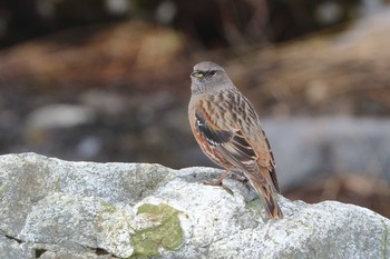 Alpine Accentor 富山県 Tue, 5/25/2021