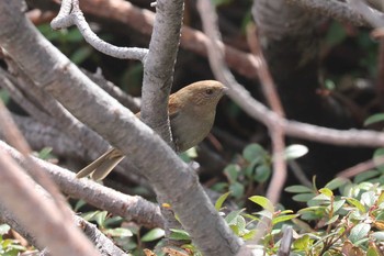 Japanese Accentor 富山県 Tue, 5/25/2021