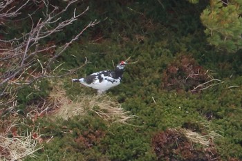 Rock Ptarmigan 富山県 Tue, 5/25/2021