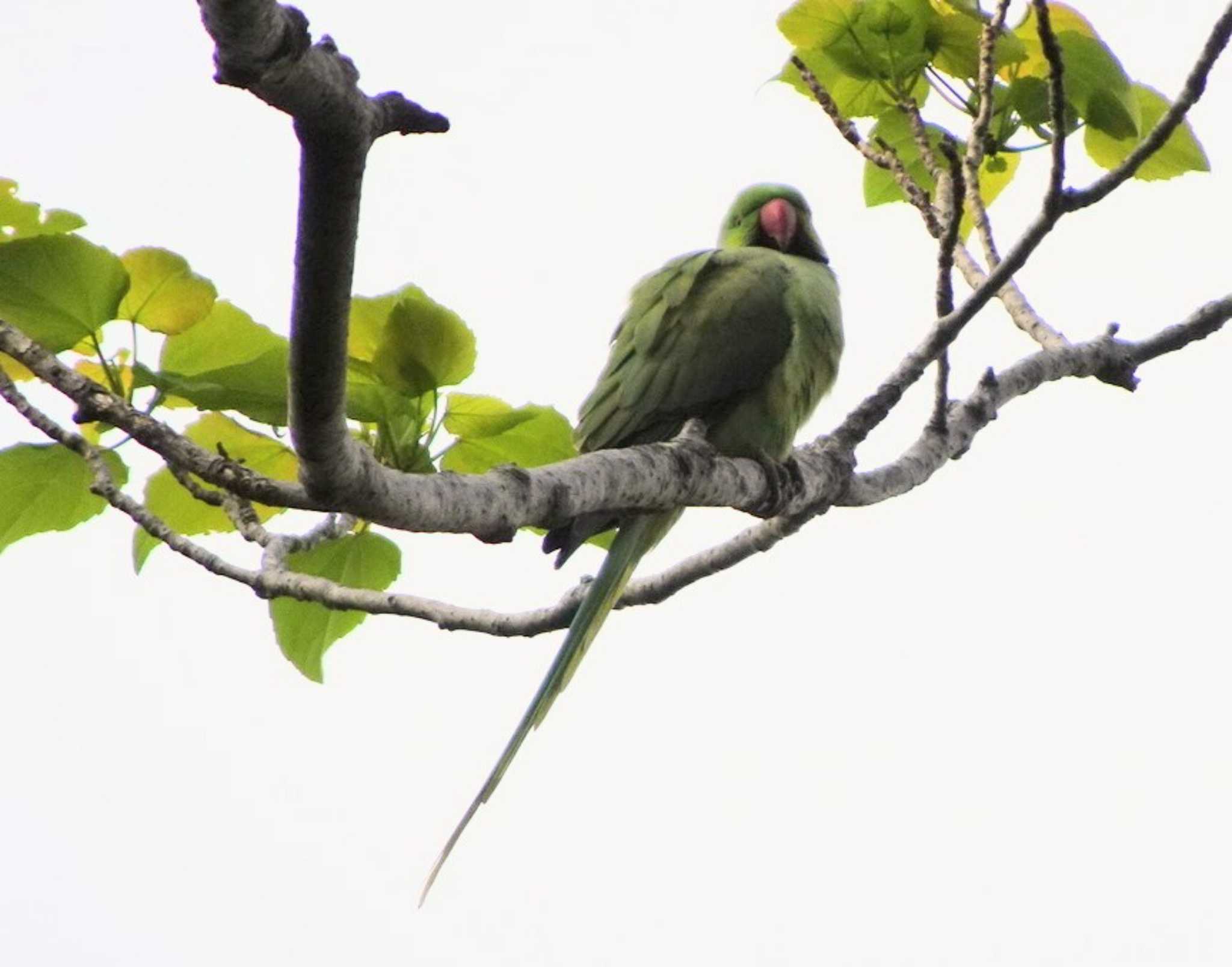 ワカケホンセイインコ