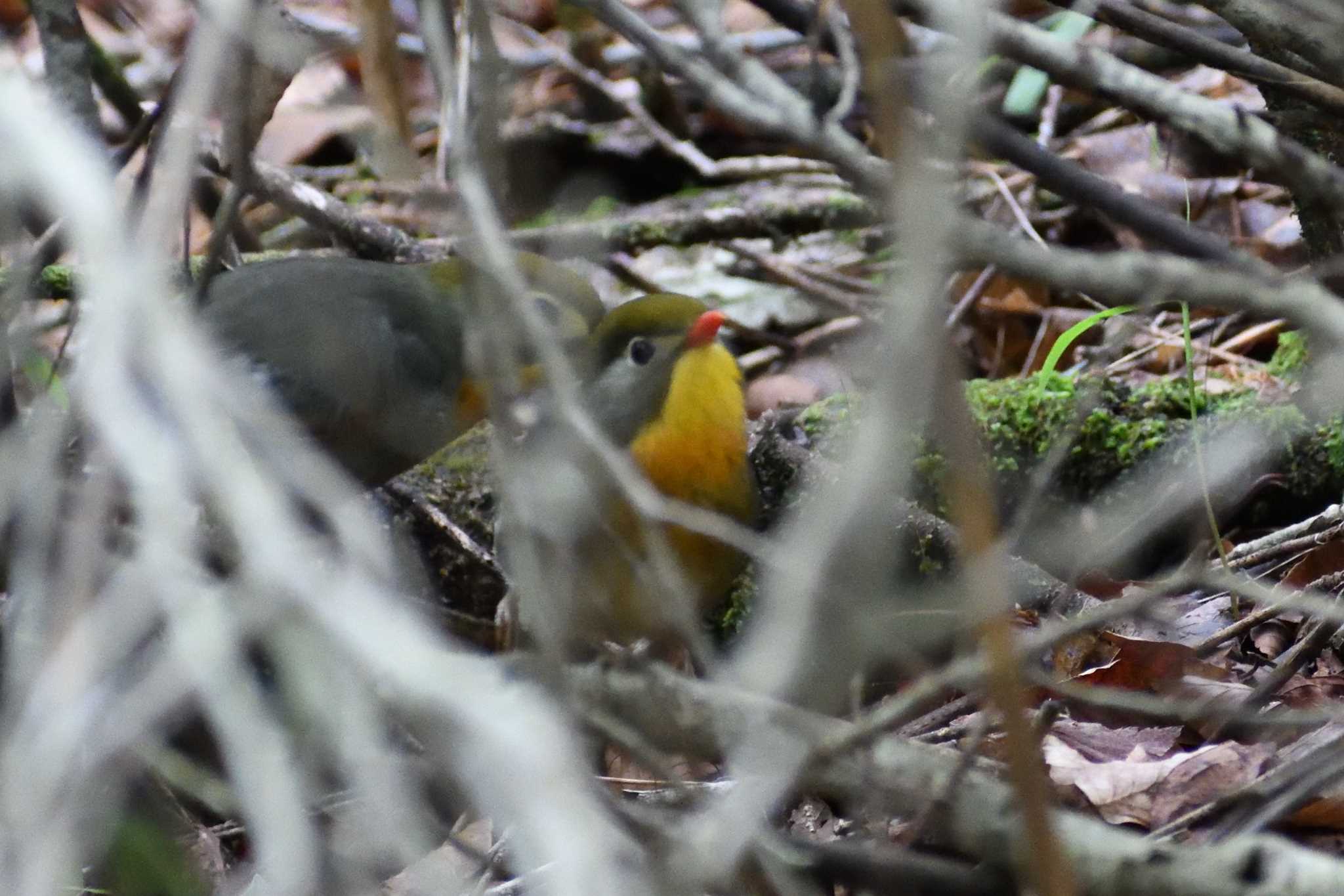 Red-billed Leiothrix