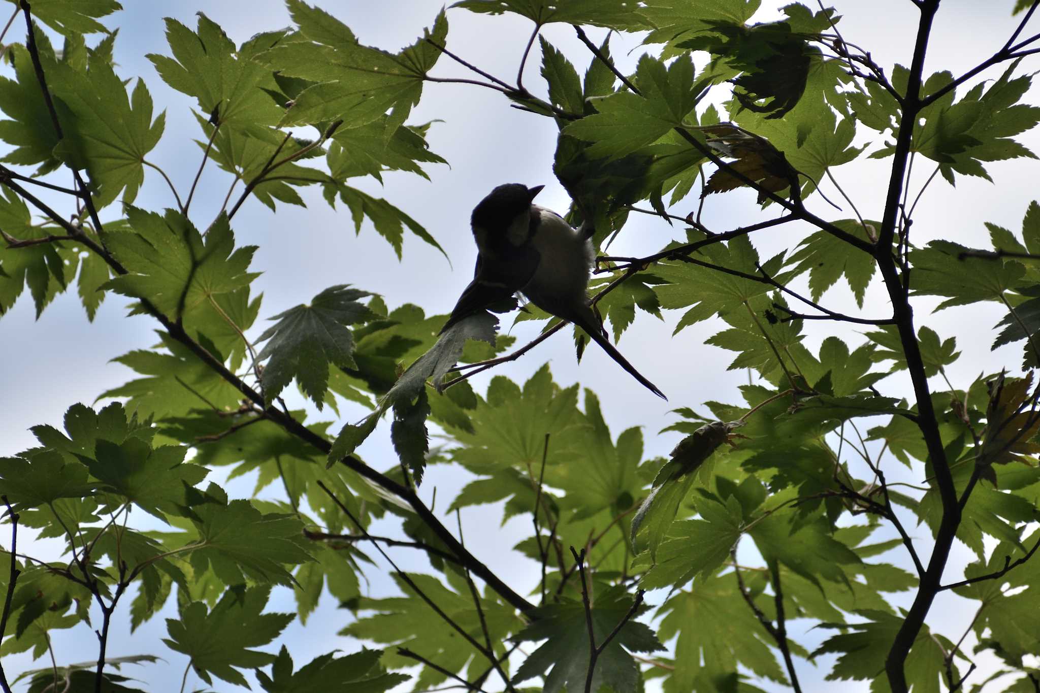 Japanese Tit