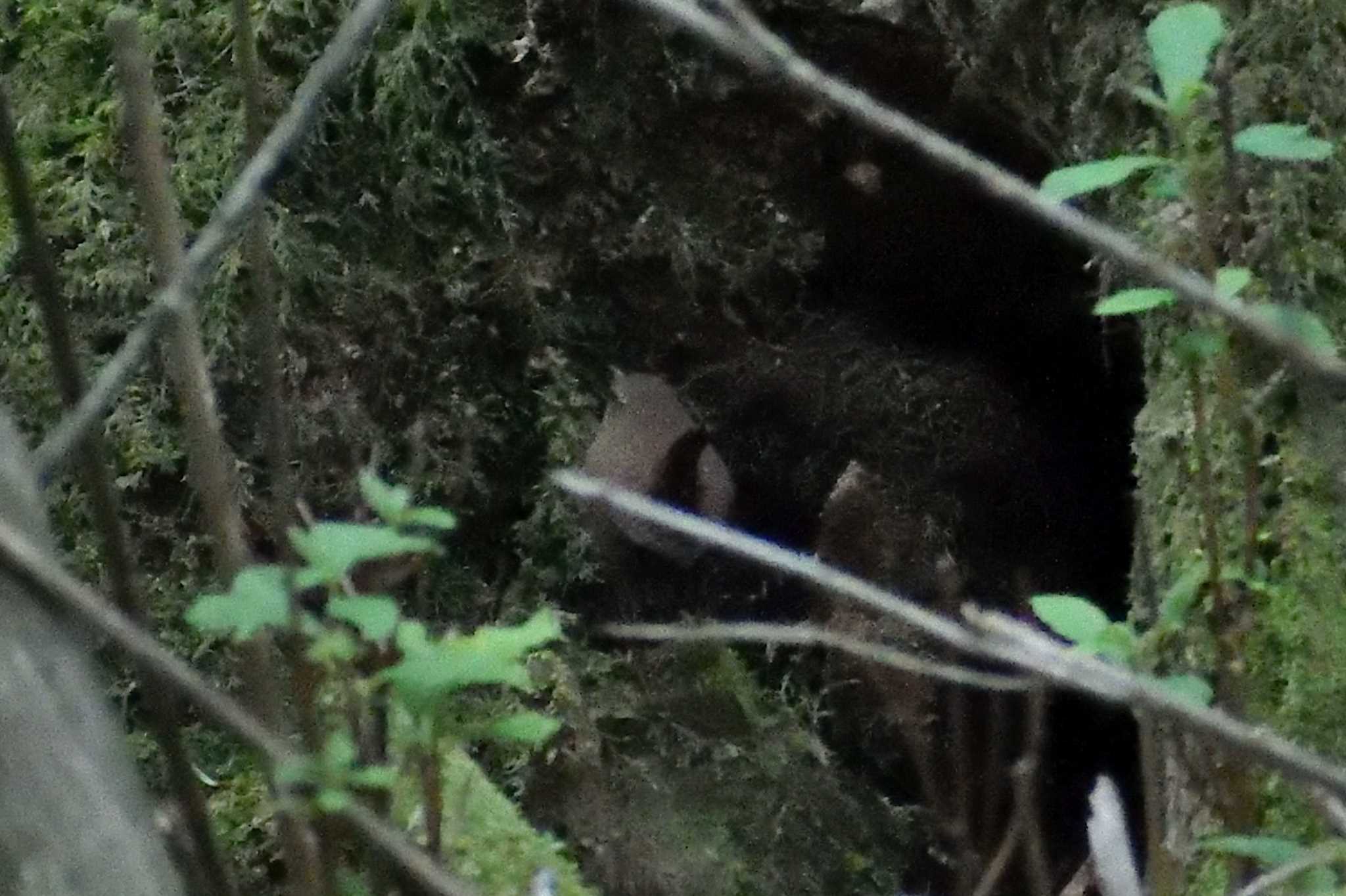 Eurasian Wren