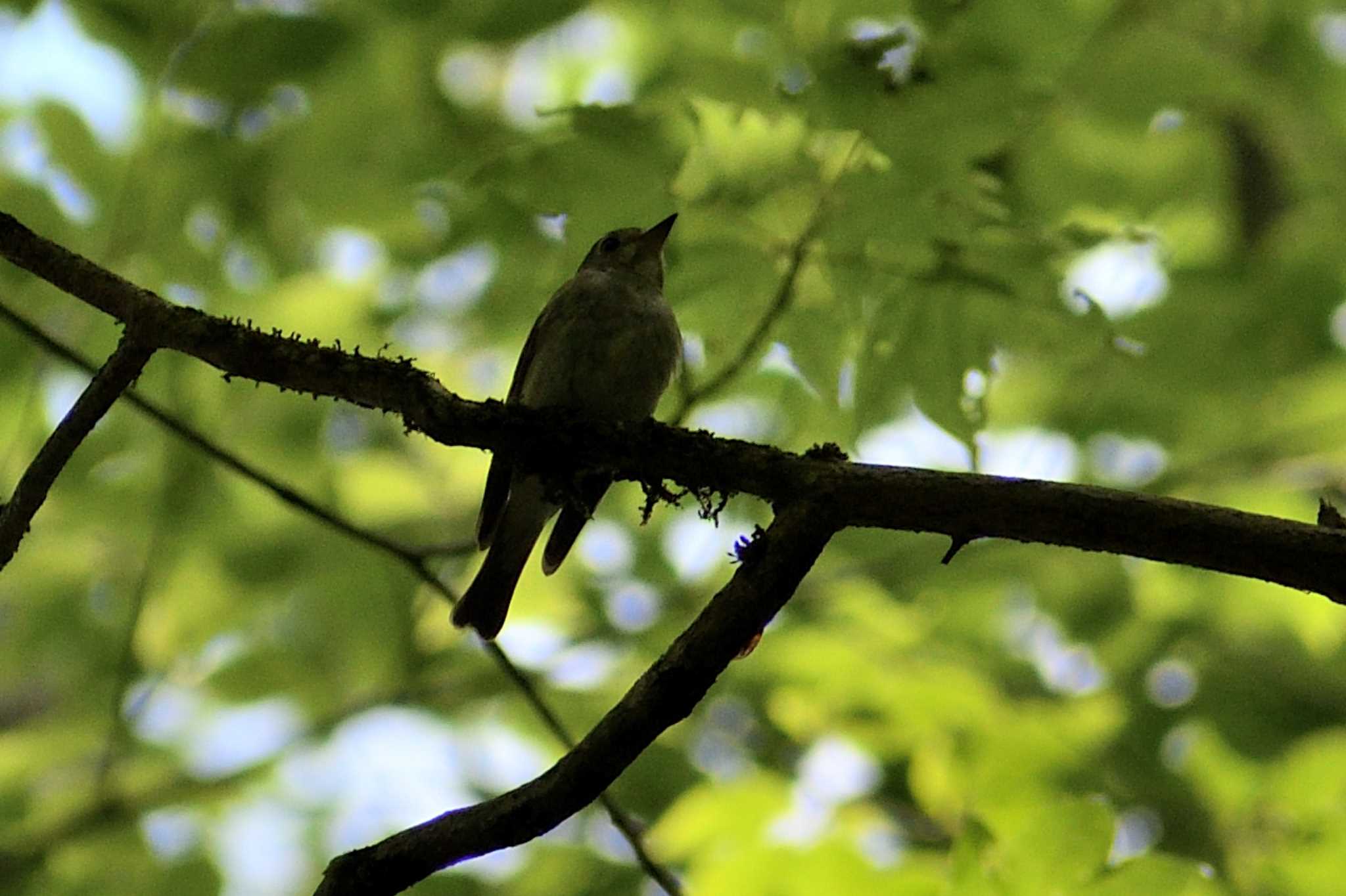 Asian Brown Flycatcher