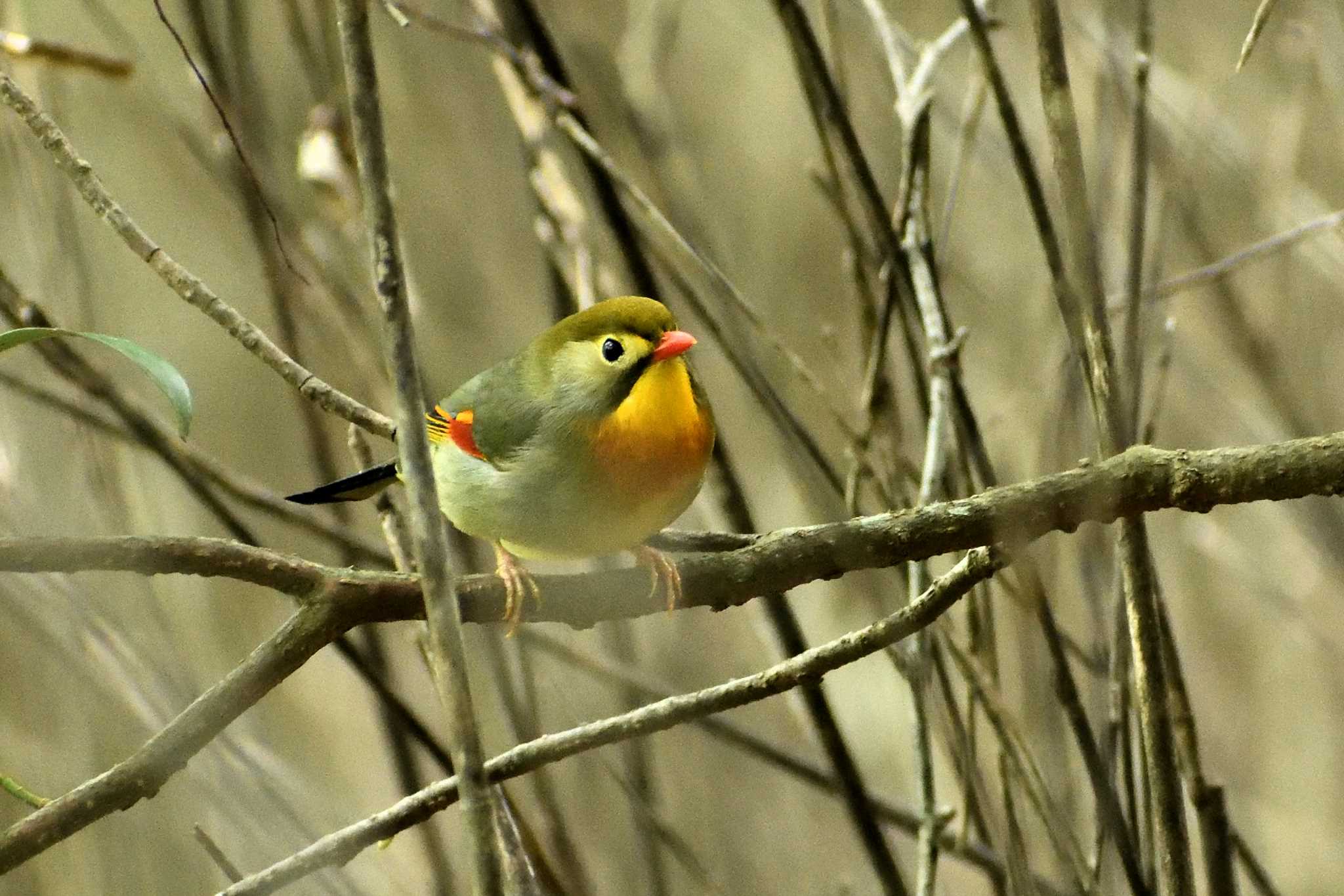 Red-billed Leiothrix