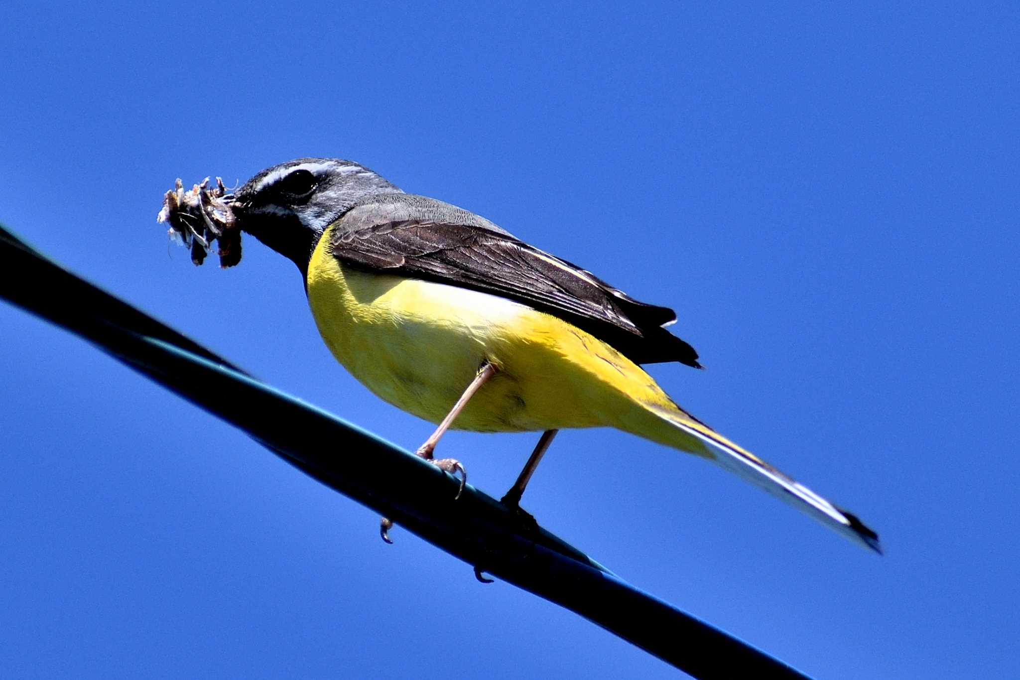 Grey Wagtail