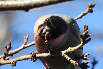 2017年2月4日(土) 城山湖の野鳥観察記録