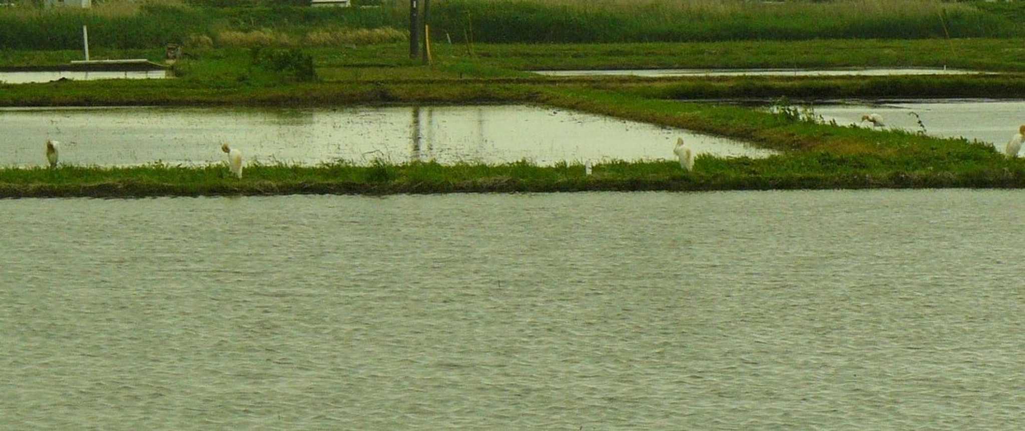 浮島 アマサギの写真 by koshi