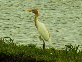 2021年5月18日(火) 浮島の野鳥観察記録