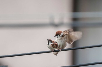 Eurasian Tree Sparrow Unknown Spots Wed, 5/26/2021