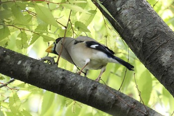 イカル 万博記念公園 2021年4月18日(日)