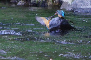 2021年5月26日(水) 福井緑地(札幌市西区)の野鳥観察記録