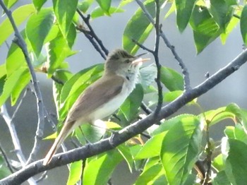 Oriental Reed Warbler Unknown Spots Wed, 5/26/2021