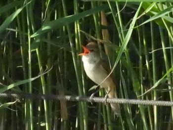 Oriental Reed Warbler 旧中川水辺公園 Wed, 5/26/2021