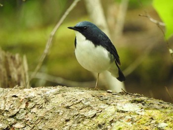 2021年5月24日(月) 十勝地方 緑が丘公園・帯広の森・国見山の野鳥観察記録