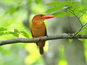 Ruddy Kingfisher 八東ふる里の森 Tue, 5/25/2021