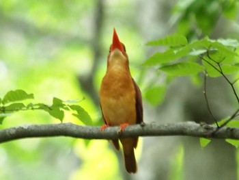 Ruddy Kingfisher 八東ふる里の森 Tue, 5/25/2021