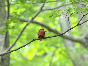 アカショウビン 八東ふる里の森 2021年5月25日(火)