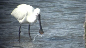 Eurasian Spoonbill 東京湾 Unknown Date