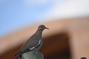 White-winged Dove mexico Wed, 5/26/2021