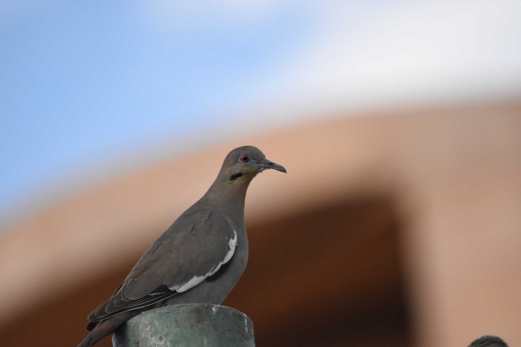 Photo of White-winged Dove at mexico by ヨシテル