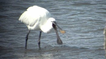 Eurasian Spoonbill 東京湾 Sat, 3/11/2017