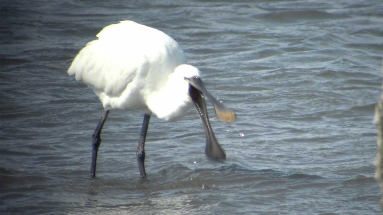 ヘラサギの食事