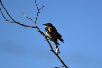 Myrtle Warbler