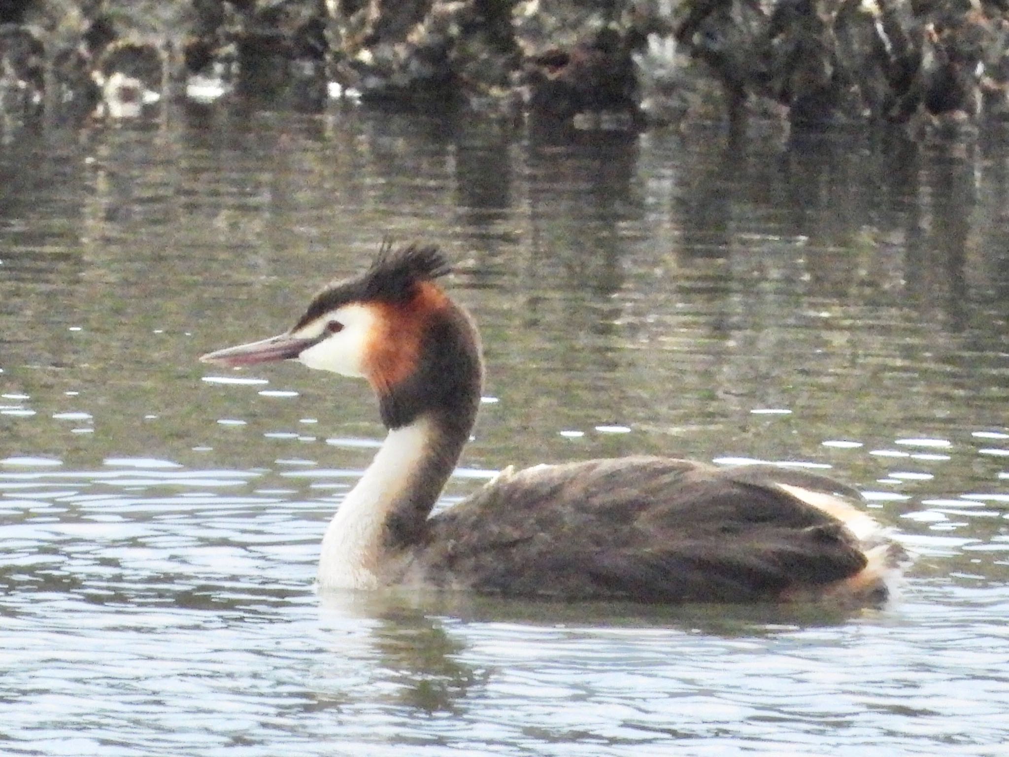 Photo of Great Crested Grebe at 葛西海浜公園 by あらどん