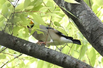 イカル 万博記念公園 2021年4月18日(日)