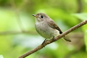 コサメビタキ 奥多摩湖 2021年5月19日(水)