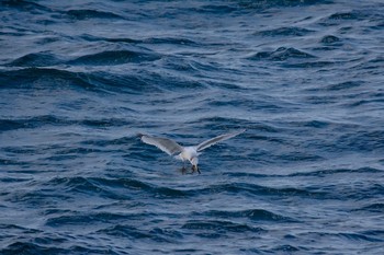 ミツユビカモメ 城ヶ島 2017年3月11日(土)