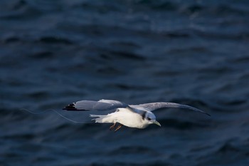 Black-legged Kittiwake 城ヶ島 Sat, 3/11/2017