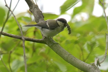 シジュウカラ 滋賀県近江富士花緑公園 2021年5月26日(水)