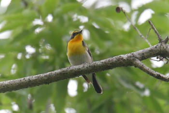 Narcissus Flycatcher 滋賀県近江富士花緑公園 Wed, 5/26/2021