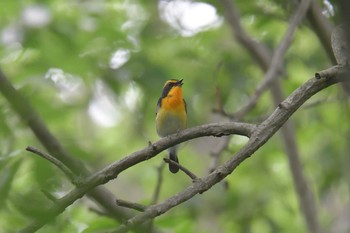 キビタキ 滋賀県希望が丘文化公園 2021年5月26日(水)