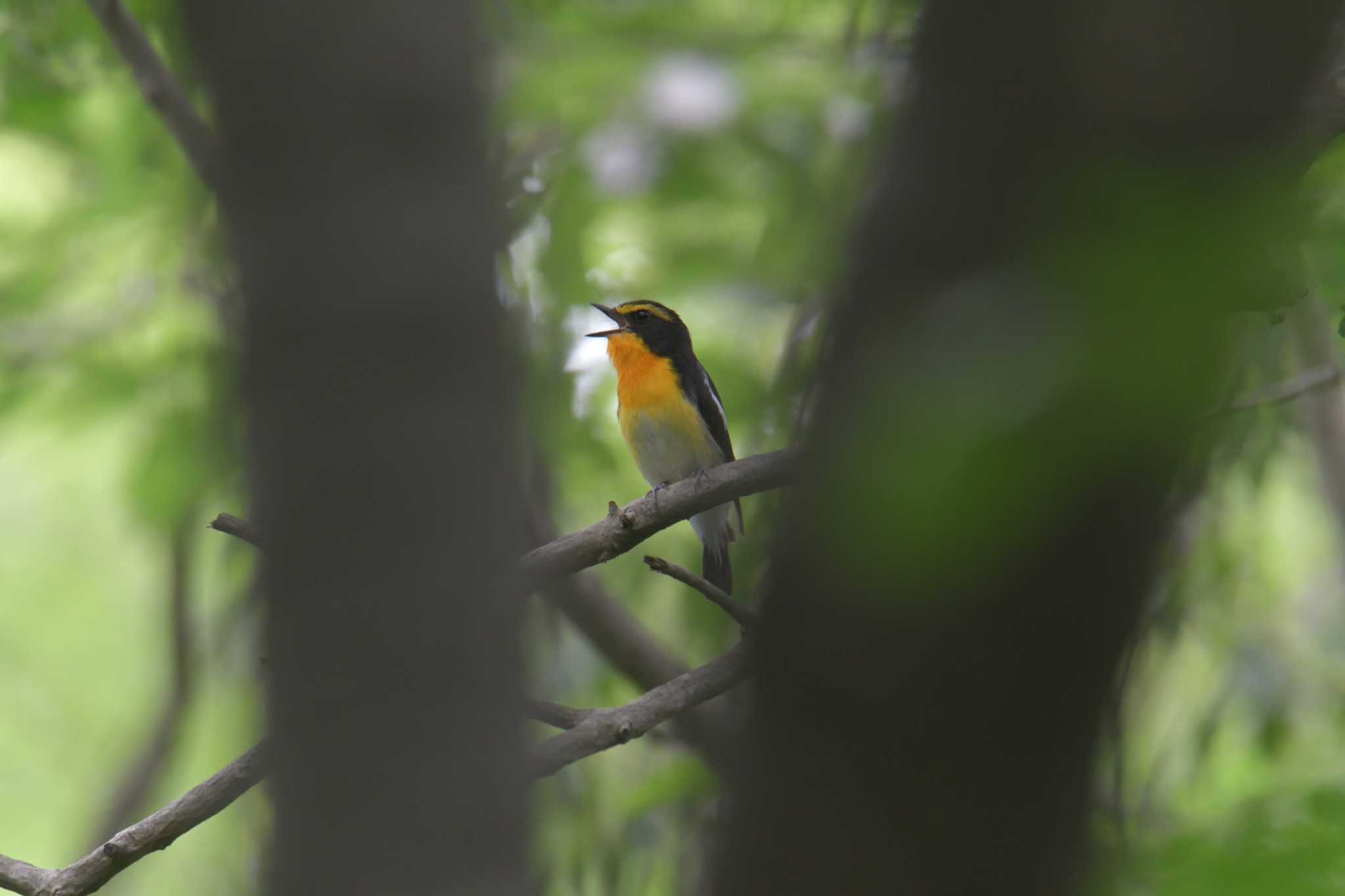 滋賀県希望が丘文化公園 キビタキの写真 by masatsubo