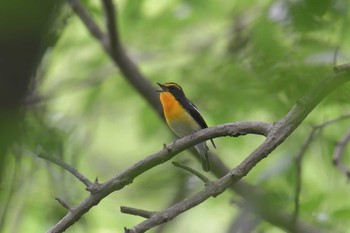 キビタキ 滋賀県希望が丘文化公園 2021年5月26日(水)