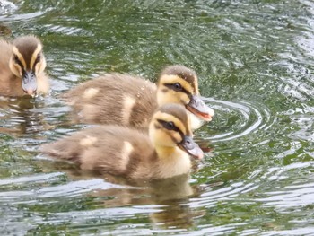 Eastern Spot-billed Duck 旧中川水辺公園 Sat, 5/22/2021