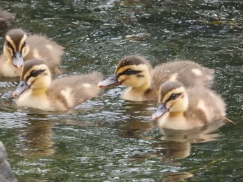 Eastern Spot-billed Duck 旧中川水辺公園 Sat, 5/22/2021