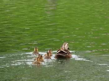 Eastern Spot-billed Duck 旧中川水辺公園 Sat, 5/22/2021