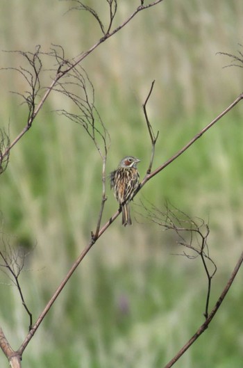 2021年5月26日(水) 函館市の野鳥観察記録