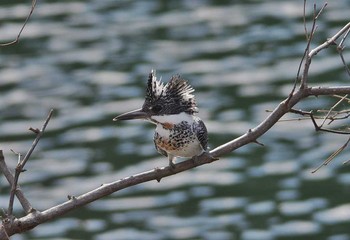Crested Kingfisher 神奈川県 Sat, 3/11/2017