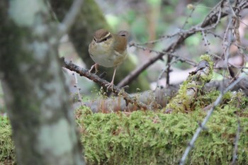 2021年5月4日(火) 北富士演習場の野鳥観察記録