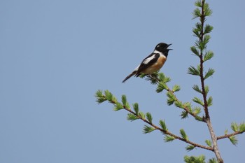 Amur Stonechat JGSDF Kita-Fuji Exercise Area Tue, 5/4/2021