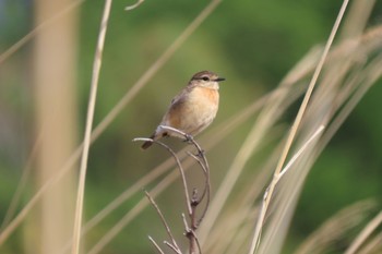 Amur Stonechat JGSDF Kita-Fuji Exercise Area Tue, 5/4/2021