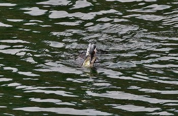 カワウ 神奈川県 2017年3月11日(土)